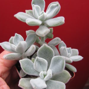 Echeveria     Frosty