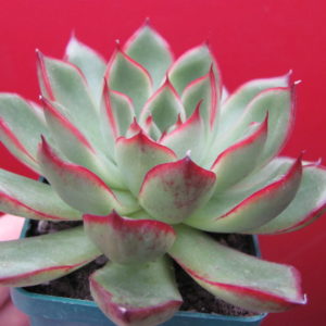 Echeveria    sp.