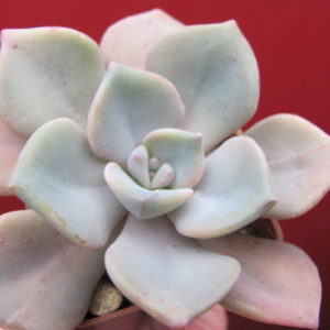 Echeveria   mrs.   Richards    *Green*