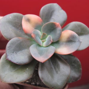 Echeveria   Chroma