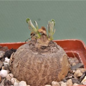 Pterodiscus-elliotii.-Near-Isoka-Zambia-6