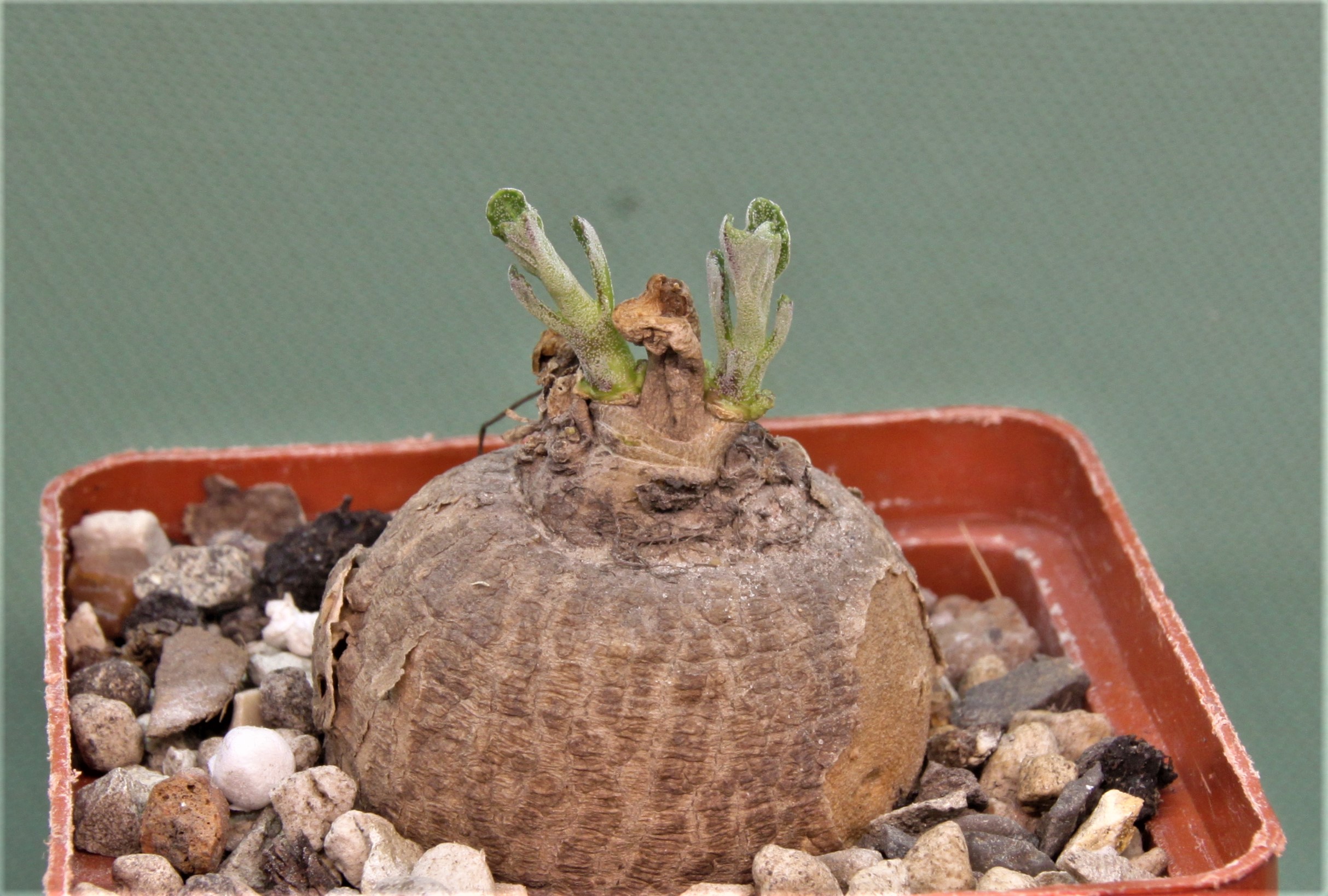 Pterodiscus-elliotii.-Near-Isoka-Zambia-6