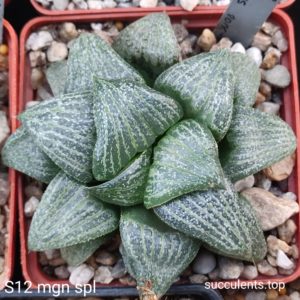 насіння S184 haworthia magnifica var. splendens seeds