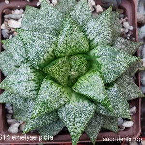 насіння S14 emelyae picta SH x S276 emelyae picta seeds