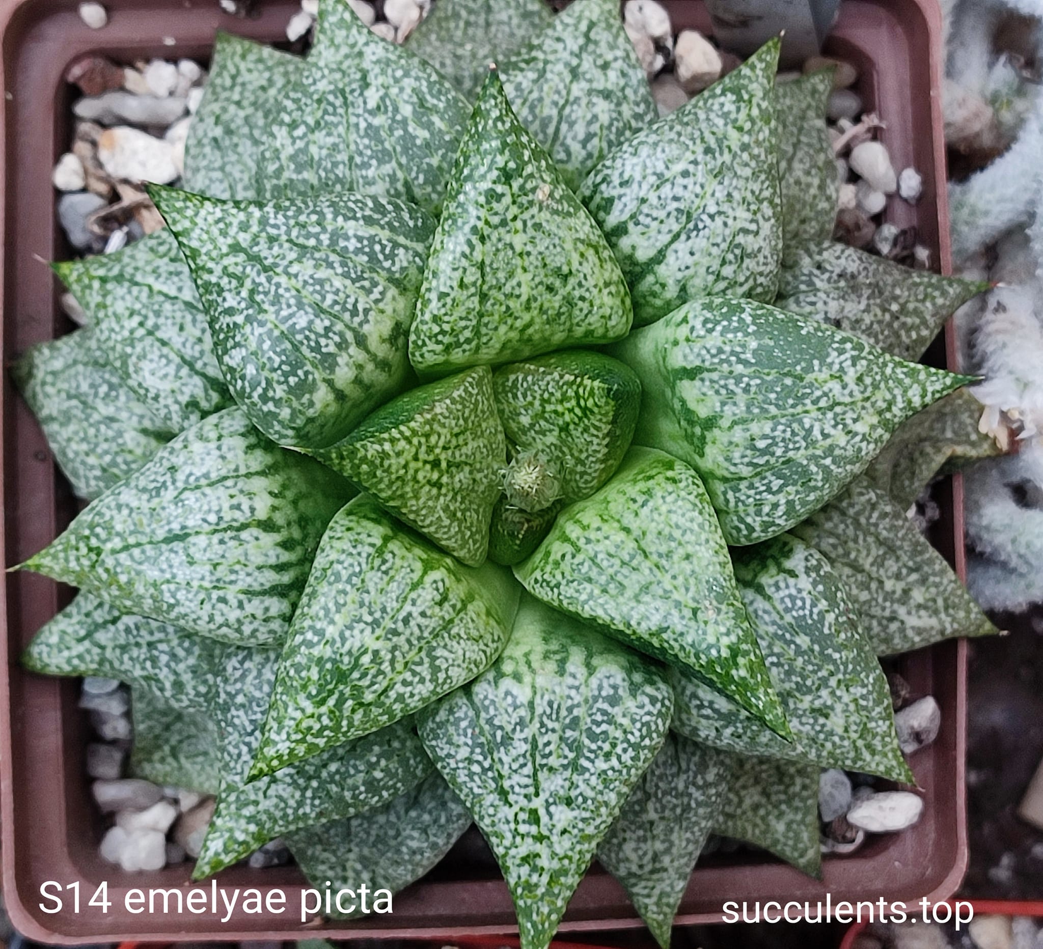 насіння S14 emelyae picta SH x S276 emelyae picta seeds