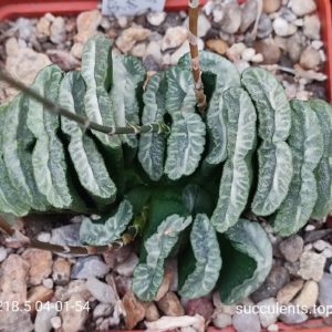 насіння S218.5 haworthia  truncata Hosogai SH x truncata selection seeds