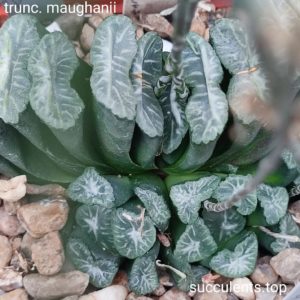 насіння S258 truncata v. maughanii SH x truncata selection seeds