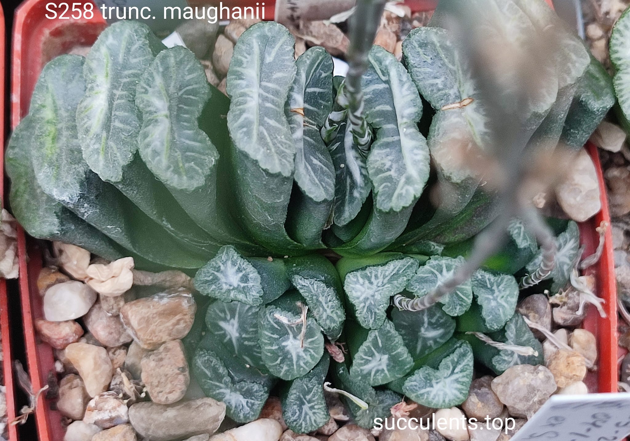 насіння S258 truncata v. maughanii SH x truncata selection seeds