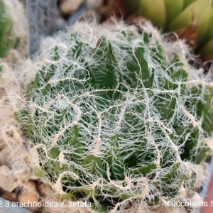 насіння S292 arachnoidea setata seeds