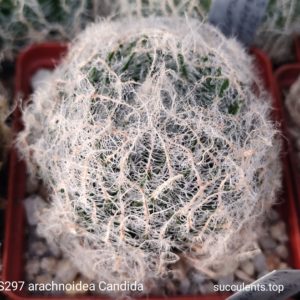 насіння S297 arachnoidea candida seeds