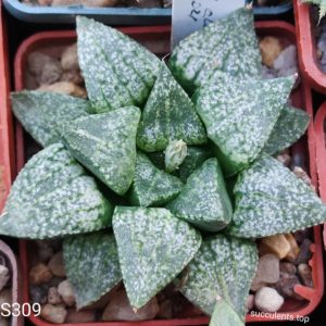 насіння S309 emelyae Japan clone (ПАР) seeds