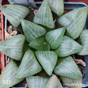 насіння haworthia selection S31 x S32 x S42 seeds