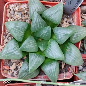 насіння haworthia S31 x S32 selection seeds