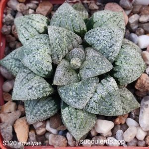 насіння S320 emelyae x S362 emelyae GM259 seeds