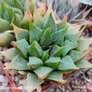 насіння S351 emelyae DDV97/44  seeds