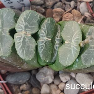 насіння S395 (maughanii M33 x truncata selection) seeds