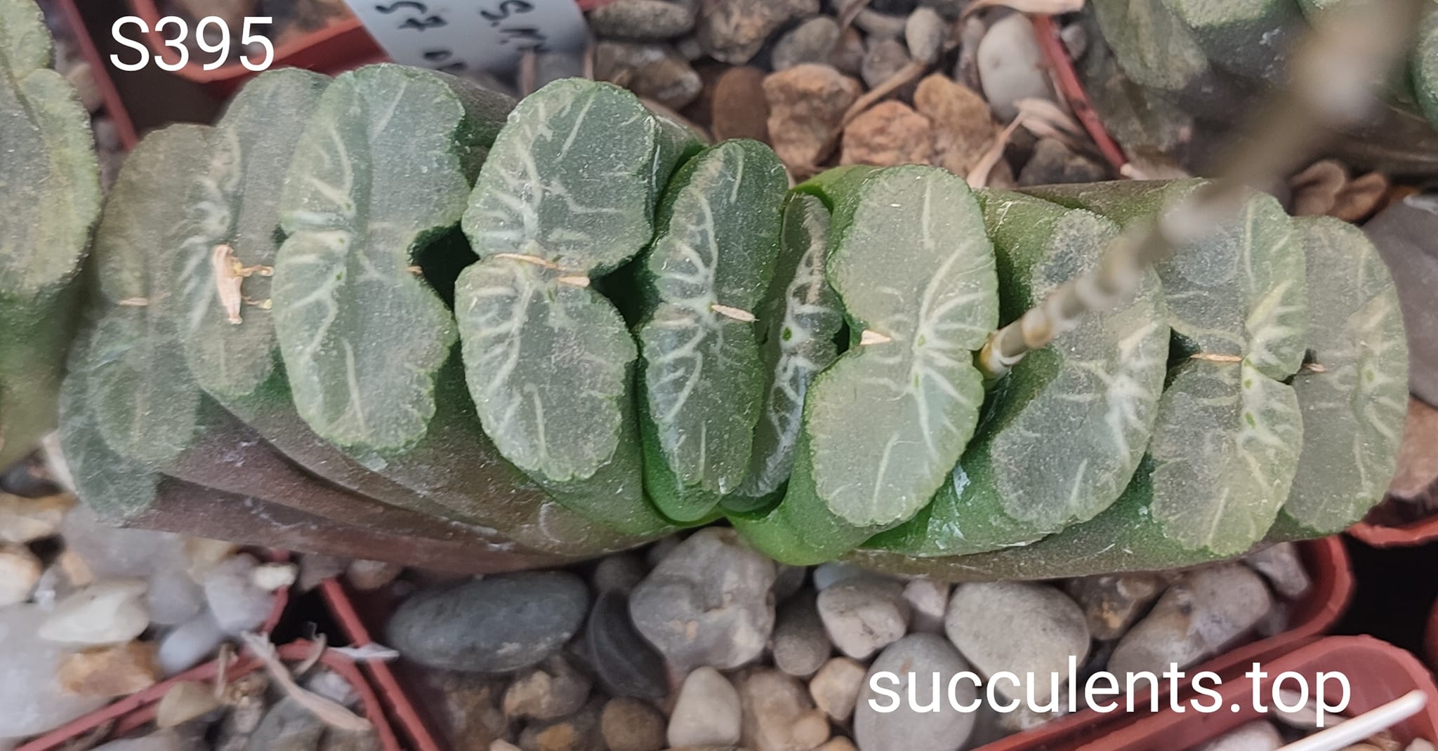 насіння S395 (maughanii M33 x truncata selection) seeds