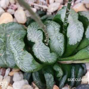 насіння S397 best haworthia truncata selection  seeds
