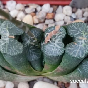 насіння S406 haworthia truncata SH seeds