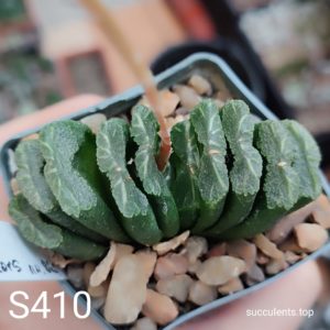 насіння S410 x truncata selection seeds