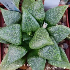 насіння S422 haworthia comptoniana (ПАР) seeds