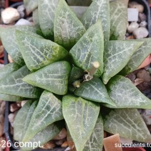 насіння S426 comptoniana (рис)  seeds
