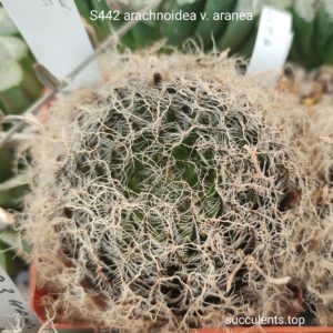 насіння S442 arachnoidea v. aranea seeds