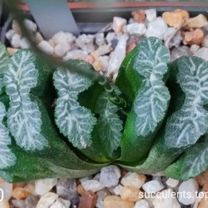 насіння S472.20 haworthia truncata selection  seeds