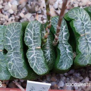 насіння S472.8 haworthia truncata selection seeds