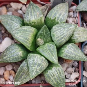 насіння S489 emelyae GM267  (ПАР) seeds