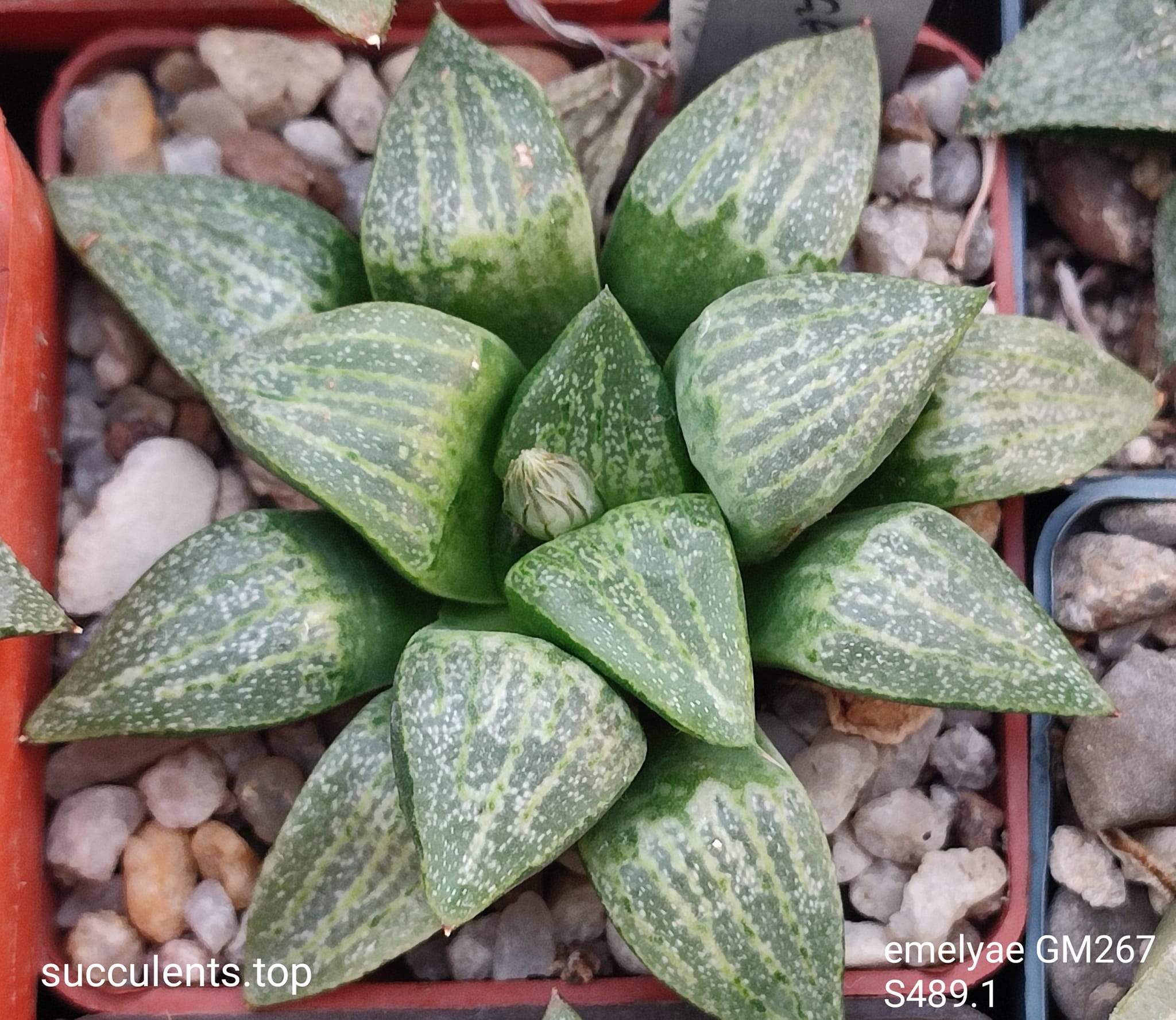 насіння S489 emelyae GM267  (ПАР) seeds
