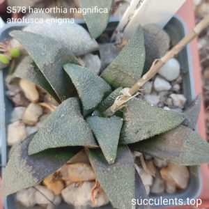 насіння S578 Haworthia atrofusca 'enigma'  seeds