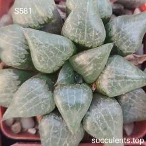 насіння haworthia selection S581 seeds