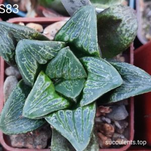 насіння haworthia selection S83 seeds