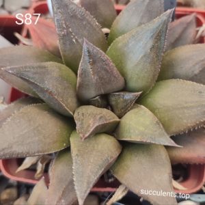 насіння haworthia selection S87 seeds