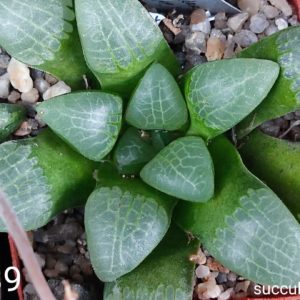 haworthia selection S89 xS90 x S91 seeds