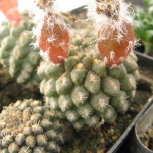Thelocephala mitis MG насіння