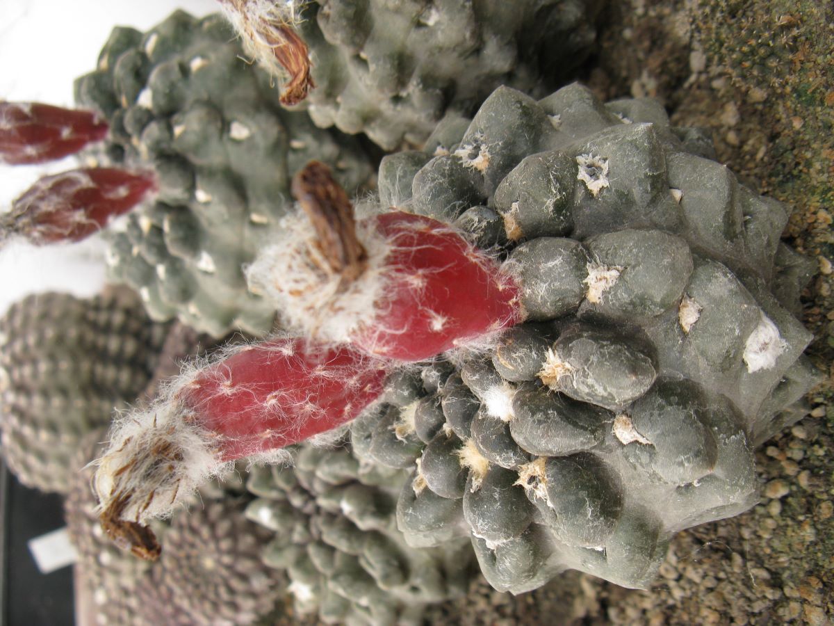 Thelocephala occulta LB насіння
