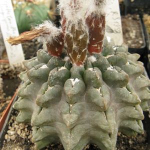 Thelocephala occulta RS1958 насіння