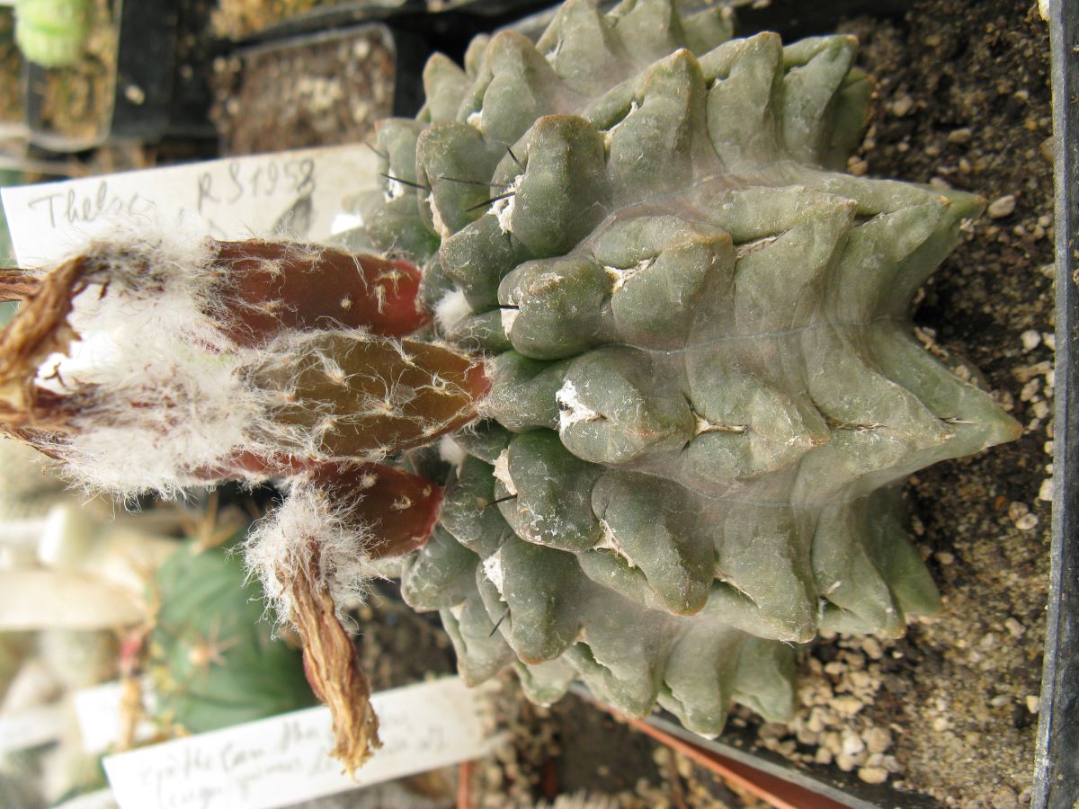Thelocephala occulta RS1958 насіння