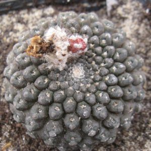 Thelocephala riparia GM1204 насіння