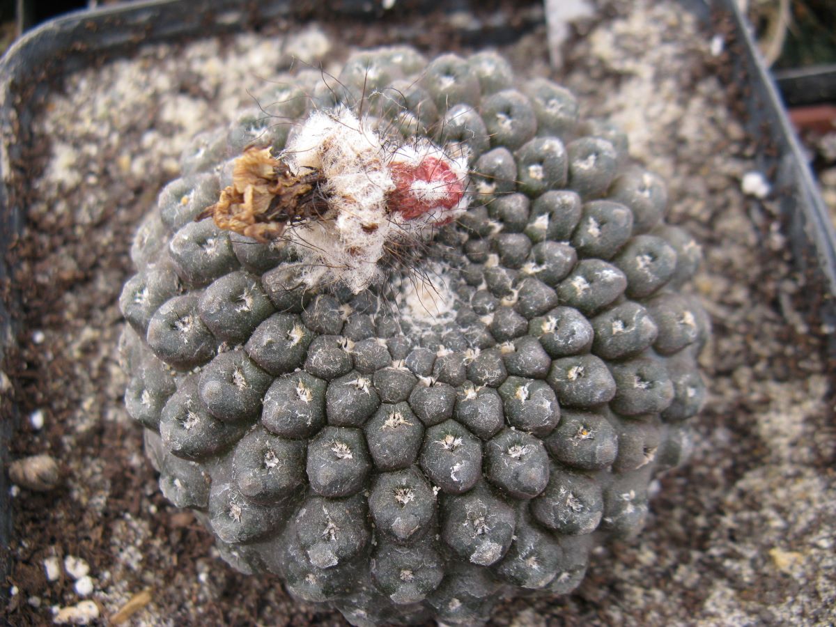 Thelocephala riparia GM1204 насіння