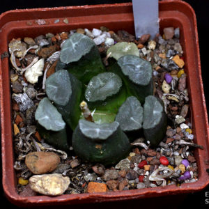 насіння haworthia S205 maughanii seeds