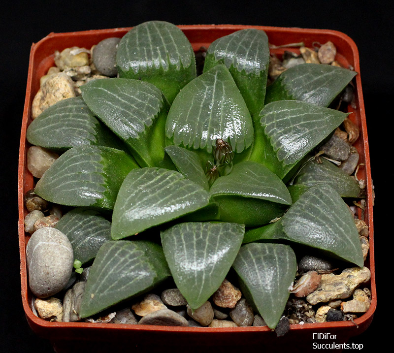 насіння haworthia selection S34 X S36 seeds