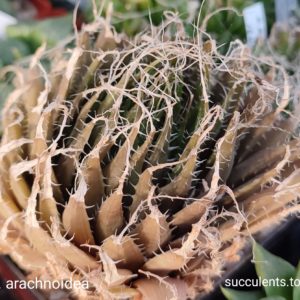 насіння haworthia arachnoidea   (ПАР)  seeds
