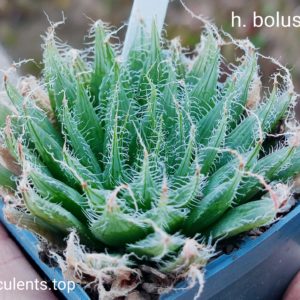 насіння S432 bolusii seeds