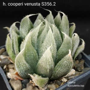 насіння haworthia cooperi venusta seeds