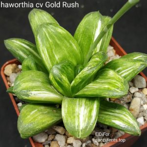насіння haworthia gold rush x magnifica splendens seeds
