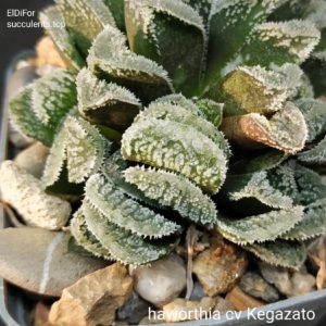 насіння haworthia cv Kegazato x haw seeds