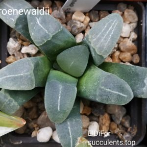 насіння S310 Haworthia groenewaldii MBB 7801  seeds